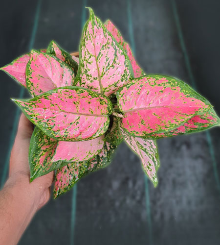 Aglaonema Anjamani