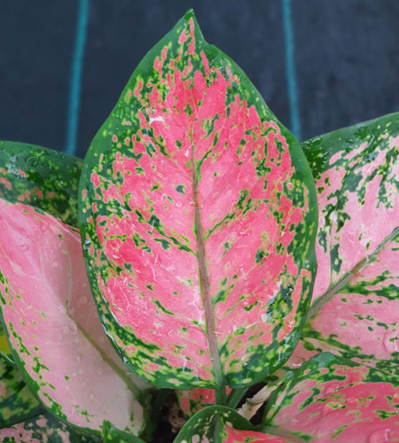 Aglaonema Anjamani