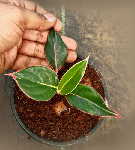 Aglaonema Black Lipstick