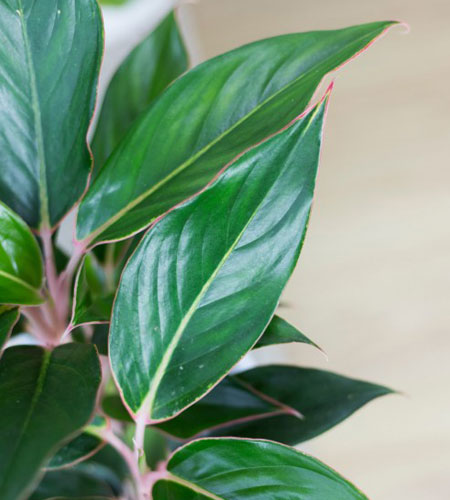 Aglaonema Black Lipstick