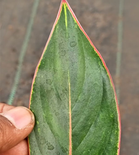 Aglaonema Black Lipstick