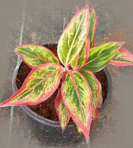 Aglaonema Lipstick