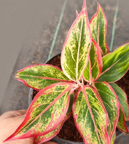 Aglaonema Lipstick