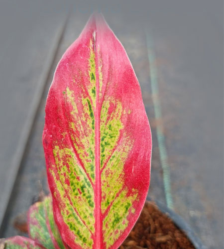 Aglaonema Lipstick