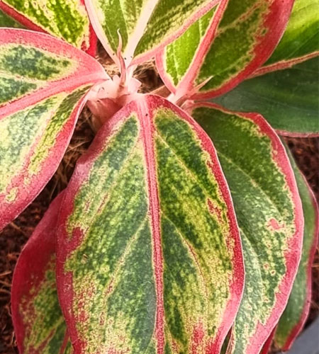 Aglaonema Lipstick