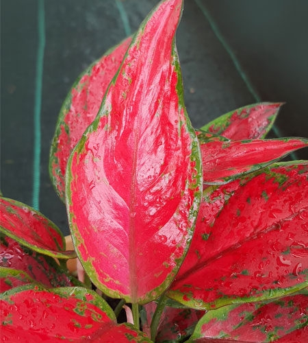 Aglaonema Red Angel