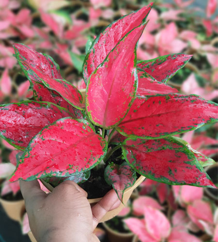 Aglaonema Red Angel