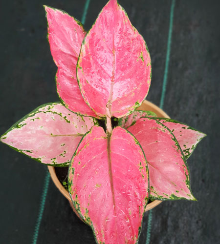 Aglaonema Red Anjamani