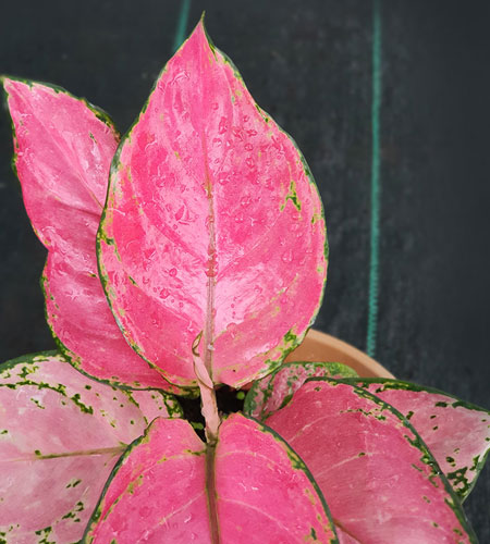 Aglaonema Red Anjamani