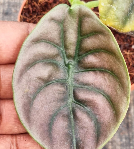 Alocasia Cuprea