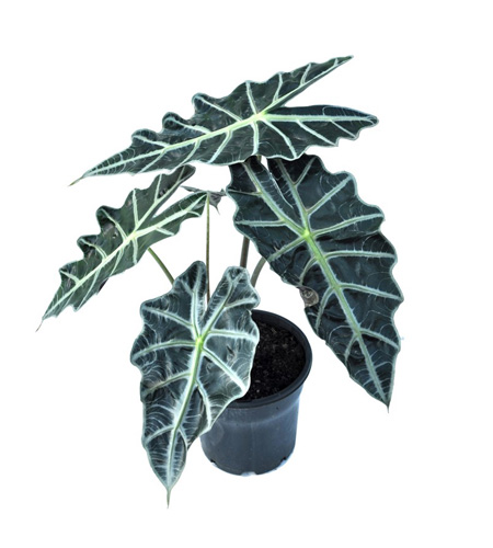 Alocasia