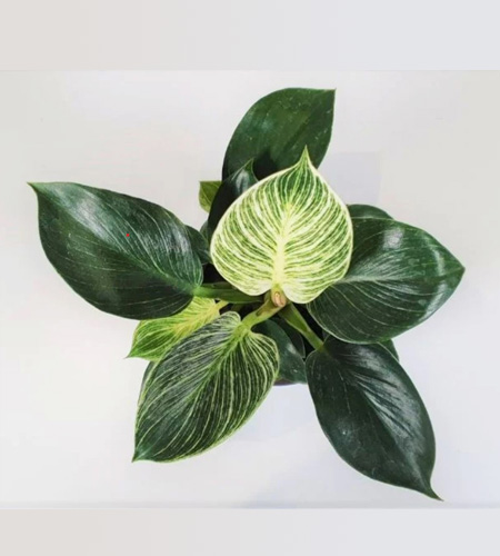 Philodendron